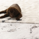 carpet cleaning in brooklyn, carpet cleaning in new york, carpet cleaning brooklyn, carpet cleaners in brooklyn, carpet cleaners in new york, commercial carpet cleaning, commercial carpet cleaning in brooklyn, brooklyn rug cleaners, rug cleaning services in brooklyn, same day carpet cleaning, same day rug cleaning